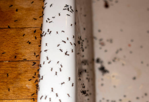 Best Termite Control Services  in Texanna, OK