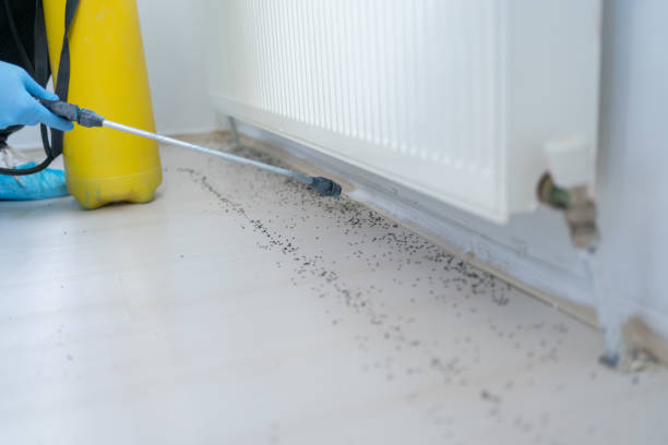 Best Insect Control  in Texanna, OK